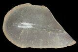 Didontogaster Fossil Worm (Pos/Neg) - Mazon Creek #70594-3